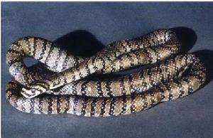 （圖）橫斑錦蛇