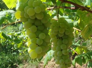 水晶葡萄 水晶葡萄