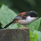 栗背奇鶥 栗背奇鶥