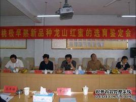 龍山紅蜜桃 龍山紅蜜桃