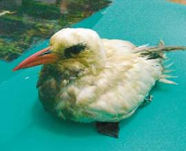 （圖）紅尾熱帶鳥