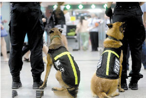 兩隻警犬正在執勤