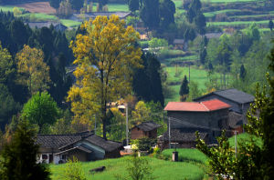 翠雲廊景區 翠雲廊景區