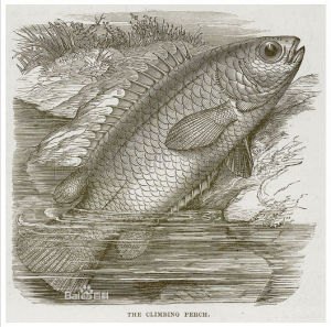 攀鱸亞目 攀鱸亞目