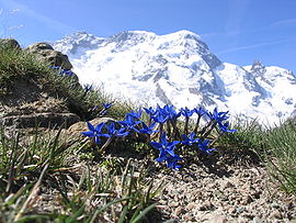 瑞士阿爾卑斯山布來特峰上的龍膽花