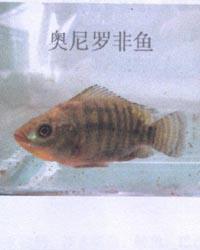 奧尼羅非魚