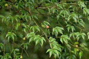 貴州連蕊茶 貴州連蕊茶