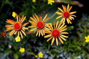 扁毛紫菀 扁毛紫菀