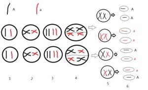 倍半二倍體 倍半二倍體