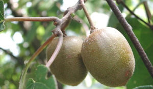 通山5號 通山5號