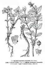 岩隙玄參 岩隙玄參