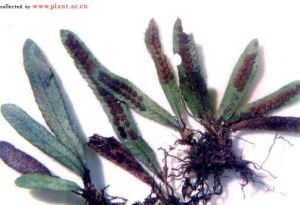 紅毛禾葉蕨 紅毛禾葉蕨