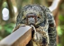 蘆葦伶猴 蘆葦伶猴