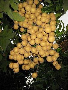 同安鳳梨穗龍眼 同安鳳梨穗龍眼