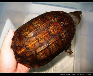 亞馬遜泥龜