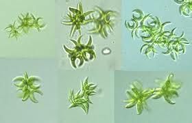 纖細月牙藻 纖細月牙藻