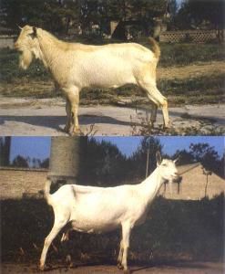 薩能山羊 薩能山羊