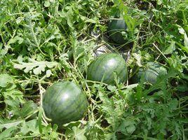 黑翡翠[早熟西瓜品種]