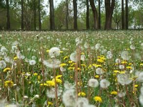 和田蒲公英 和田蒲公英