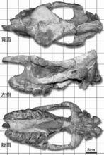蘭州巨獠犀化石