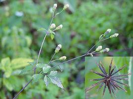 三葉鬼見針 三葉鬼見針