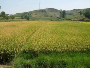 龍潭茶廠自然村 龍潭茶廠自然村