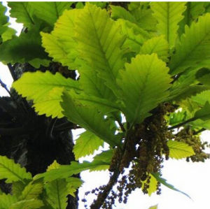 山毛櫸科 山毛櫸科