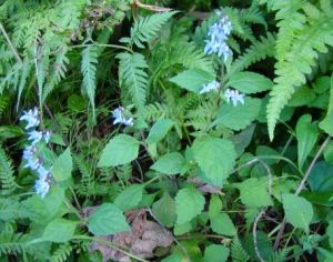 狹葉康定柳 狹葉康定柳