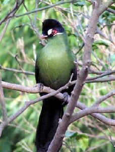 藍冠蕉鵑 藍冠蕉鵑