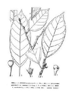 大葉水榕 大葉水榕