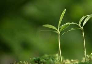 路徑鎖定效應 路徑鎖定效應