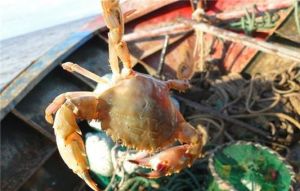 海邊人家漁家樂 海邊人家漁家樂