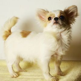 長毛吉娃娃 長毛吉娃娃