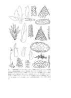 暖地鳳尾蘚 暖地鳳尾蘚