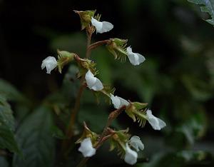 短柱齒唇蘭 短柱齒唇蘭