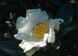 西南白山茶 西南白山茶