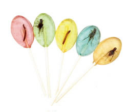 昆蟲棒棒糖 昆蟲棒棒糖