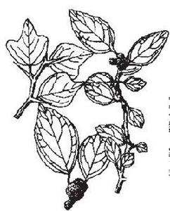 柘[落葉灌木或小喬木植物]