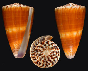 焦黃芋螺 焦黃芋螺