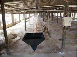 肉雞料線 肉雞料線