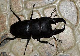 巨陶鍬甲 巨陶鍬甲