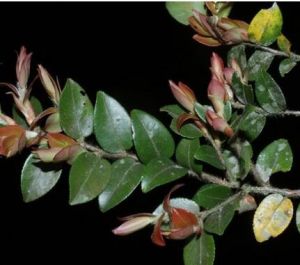 毛枝連蕊茶 毛枝連蕊茶