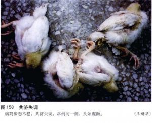 禽腦脊髓炎 禽腦脊髓炎