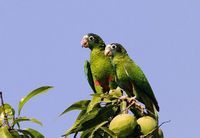 美洲亞馬遜鸚鵡 美洲亞馬遜鸚鵡