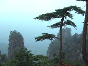 銀杉公園 銀杉公園