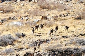 蘇峪口組 蘇峪口組