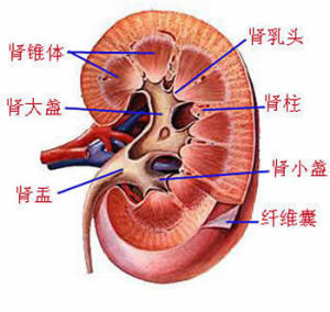 腎的結構