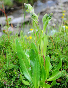 鈍苞雪蓮 鈍苞雪蓮