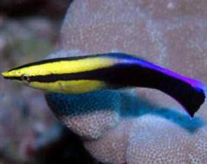 夏威夷魚醫生 夏威夷魚醫生