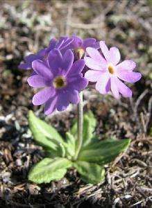 柄雪山報春 柄雪山報春